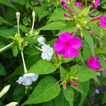 夏の終わりの画像 by meeさん | オシロイバナ♡とミラーレス一眼と小さい花壇と小さい花と夏の終わり