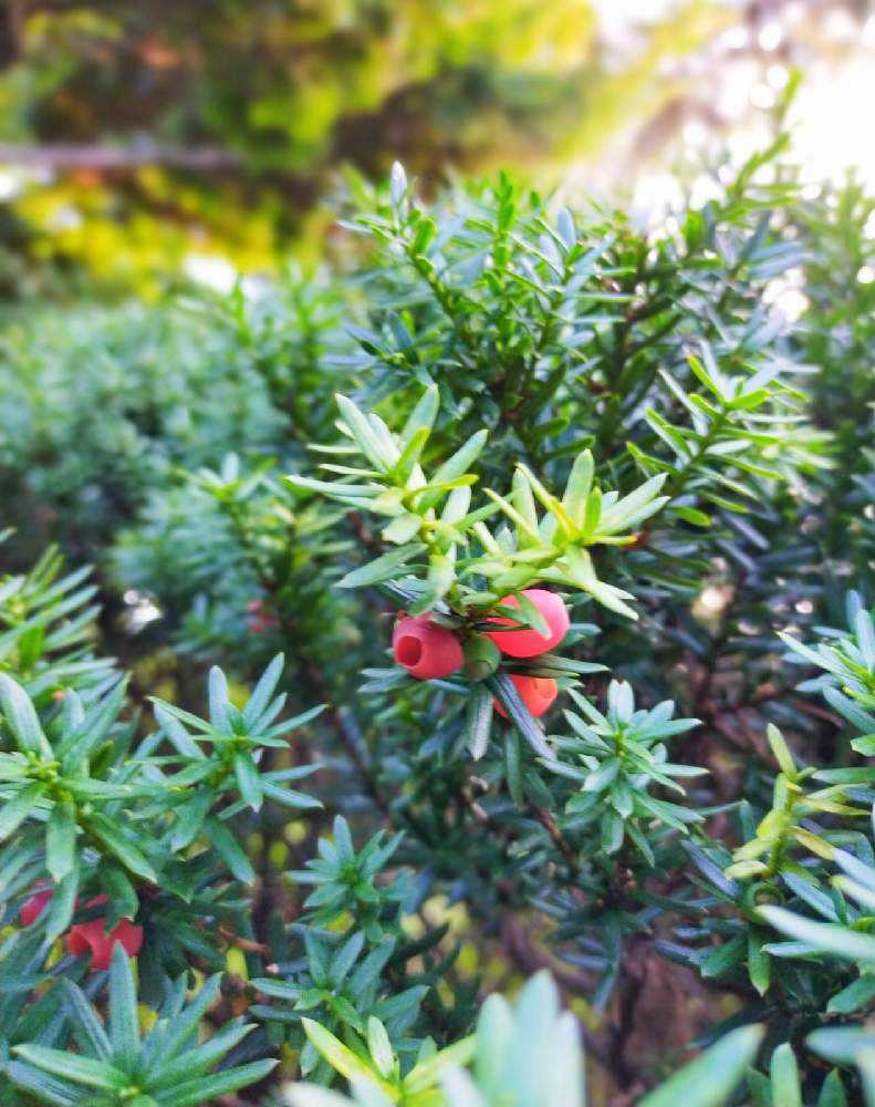 作兵衛戸の植物|🍀GreenSnap(グリーンスナップ) 作兵衛戸の植物|🍀GreenSnap(グリーンスナップ)