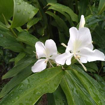 ハナシュクシャ の投稿画像一覧 Greensnap グリーンスナップ