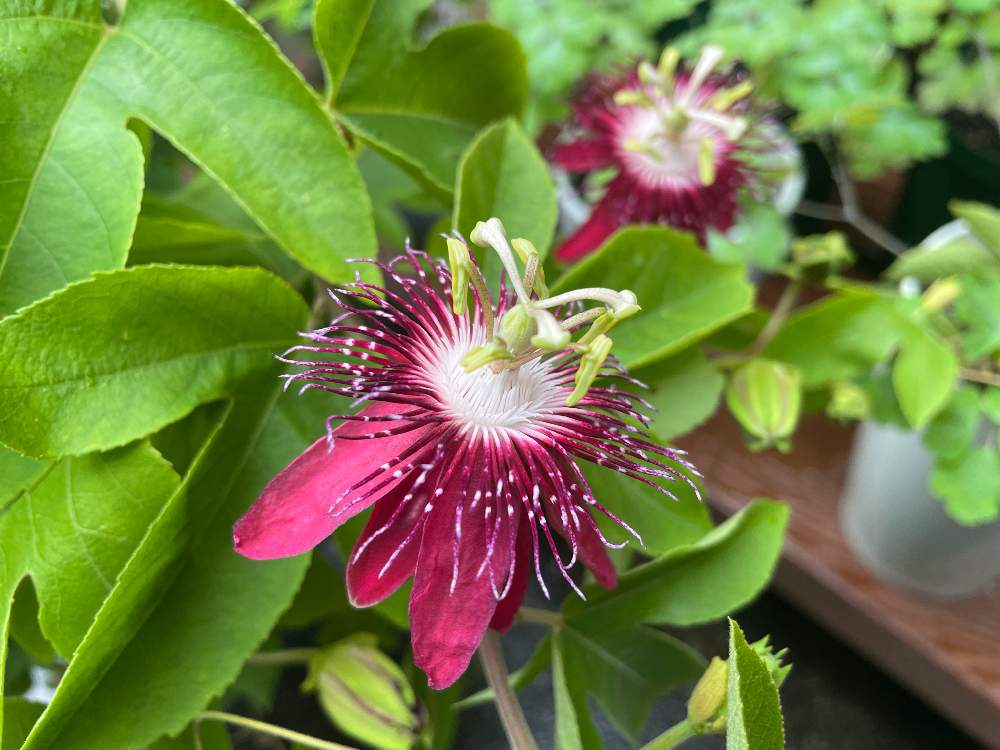 トケイソウ レディマーガレットの投稿画像 By 居ぬ月 りりり さん トケイソウ科とトケイソウ科 21月9月26日 Greensnap グリーンスナップ Greensnap グリーンスナップ