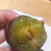 プルーンの育て方 栽培 苗木の植え付け 剪定 収穫の時期や方法は Greensnap グリーンスナップ