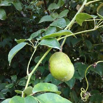 黄緑色の実の投稿画像一覧 Greensnap グリーンスナップ