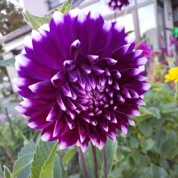 紫のおはなの投稿画像一覧 Greensnap グリーンスナップ