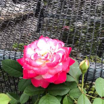 バラ＊ジュビレ デュ プリンス ドゥ モナコの画像 by きゃらめる©︎さん | バラ＊ジュビレ デュ プリンス ドゥ モナコとばら バラ 薔薇と元気がよろしいようで♡とバラ 鉢植えと今日も咲け咲けとジュビレデュ・プリンス・ドュ・モナコとジュビレ・デュ・プリンス・ドゥ・モナコ♪とバラを楽しむ