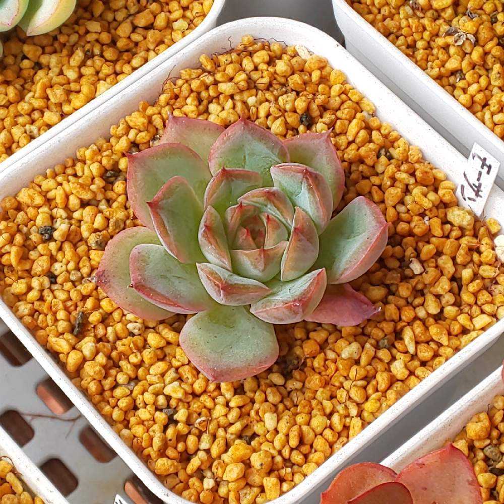 302 モーサンの生長記録 2022.05.19更新｜🍀GreenSnap（グリーンスナップ）