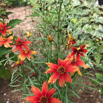 吉本花城園の投稿画像一覧 Greensnap グリーンスナップ