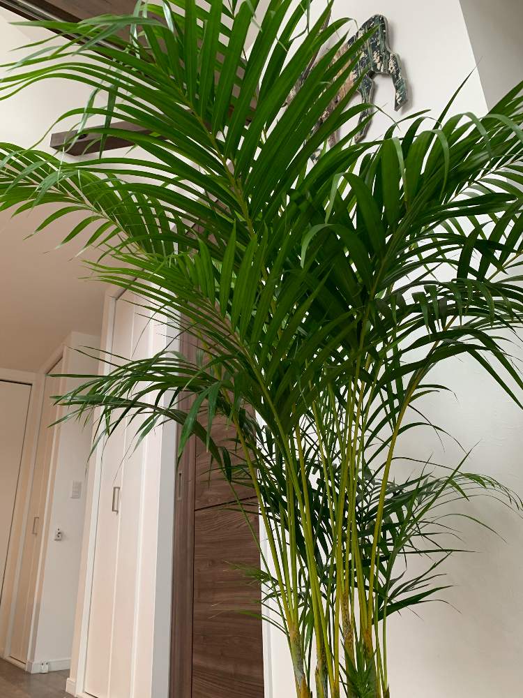 アレカヤシ Greensnap グリーンスナップ