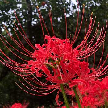 赤い彼岸花の画像 by マサヤンさん | 散歩と山野草と赤い彼岸花
