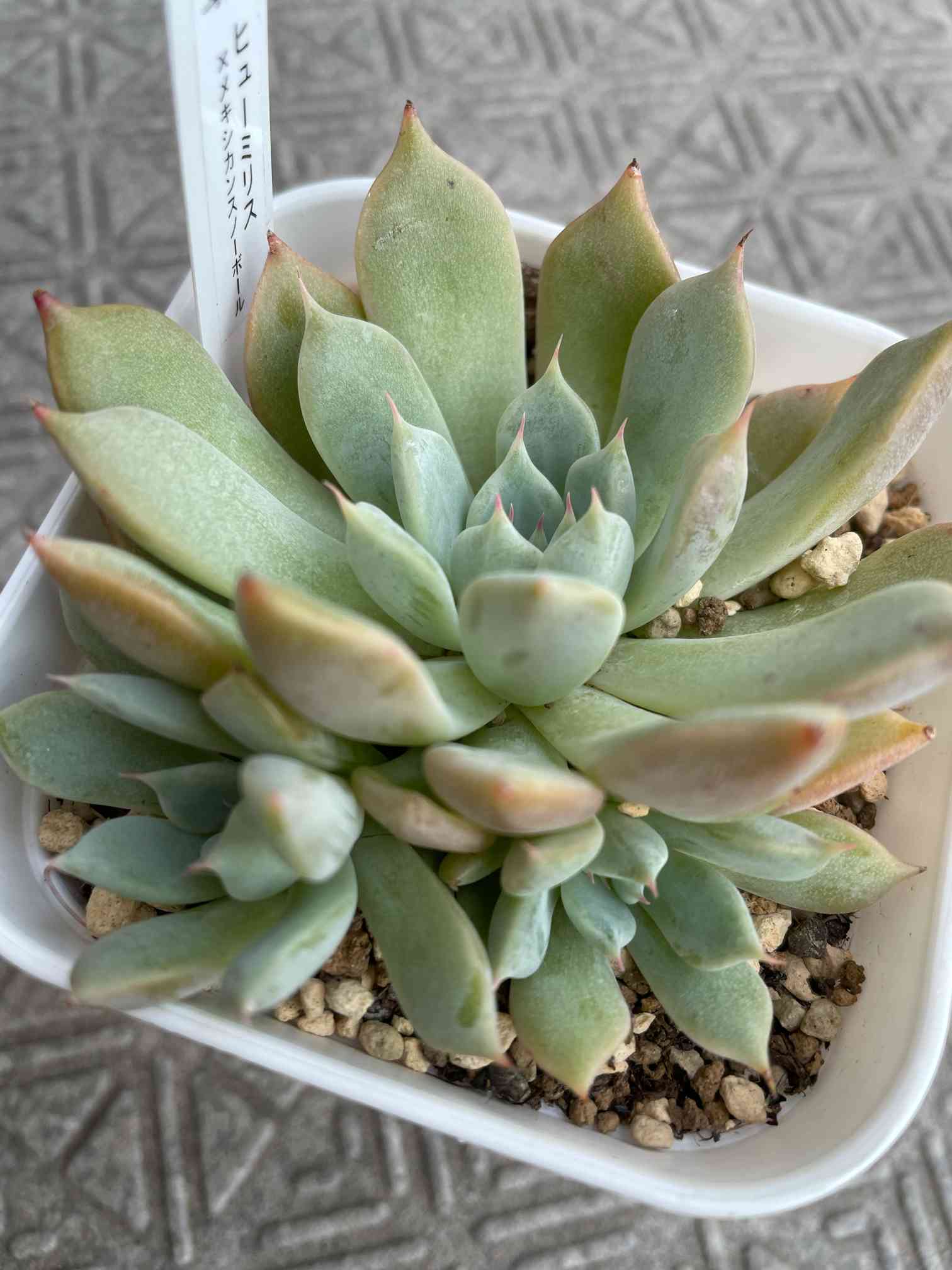 ヒューミリス｜🍀GreenSnap（グリーンスナップ）