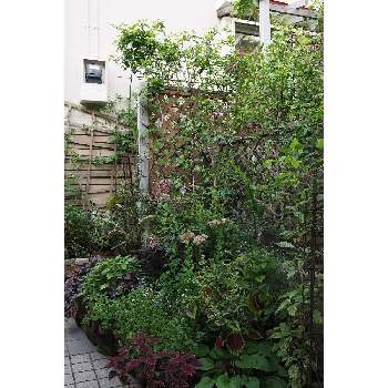 九月の箱庭の画像 by 我楽多さん | 小さな庭といつもの箱庭（メインの花壇）とOM-D E-M1ⅡとOLY 17mm F1.2と九月の箱庭