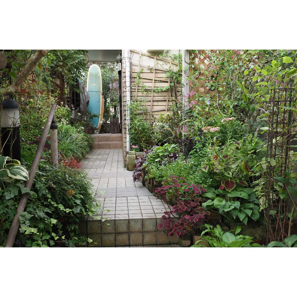 小さな庭の画像 by 我楽多さん | 小さな庭といつもの箱庭（メインの花壇）とOM-D E-M1ⅡとOLY 17mm F1.2と九月の箱庭