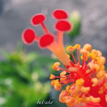 たった一日の命の画像 by キラライ　ブツ子さん | デリケートと常に新しい美と両性花とたった一日の命と赤いハイビスカス♡とⓂ️anabiと不思議不思議とfashionableと1日花と今日のハイビスカスと蕊が素敵❤️