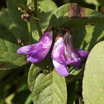 イブキノエンドウの花の投稿画像一覧 Greensnap グリーンスナップ