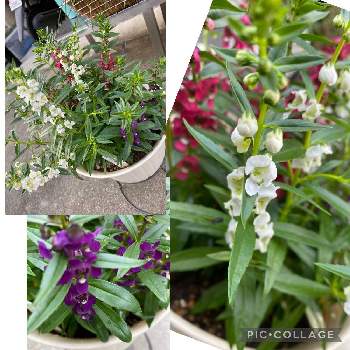 3色の画像 by ふーちゃんさん | 小さな庭とアンゲロニアと熊本からとがんばろう熊本！と3色と耐寒性弱いと耐暑性強いと高温多湿を好むと多年草