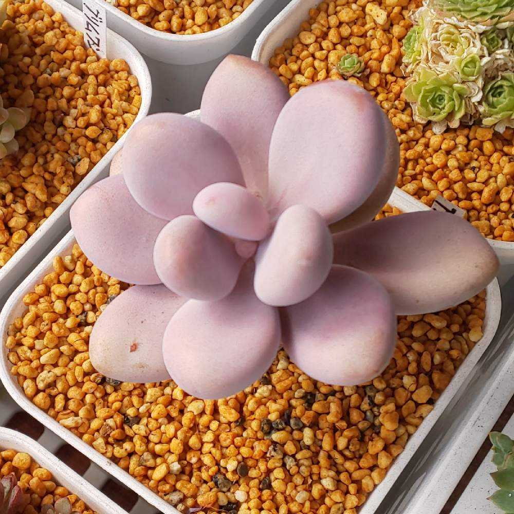 ❀303 アメジスティナム 2022.05.19更新｜🍀GreenSnap（グリーンスナップ）