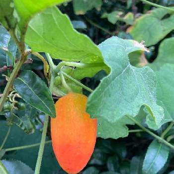 カラスウリの実✨の投稿画像一覧｜🍀GreenSnap（グリーンスナップ）