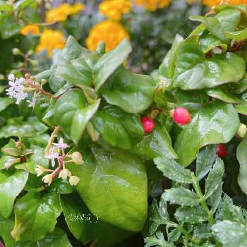 綺麗な色に✨の画像 by なおまさん | 小さな庭と小さなお花✨とちいさな幸せ♡と癒しと雨上がりの朝と綺麗な色に✨と可愛いと生き生き✨