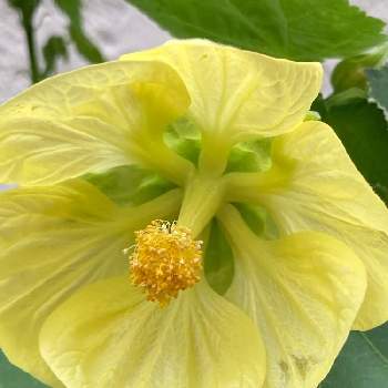 黄緑の花の投稿画像一覧 Greensnap グリーンスナップ