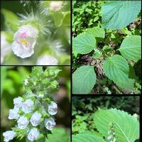 エゴマ 荏胡麻 の育て方 種からも栽培できる どんな栄養や効能がある Greensnap グリーンスナップ