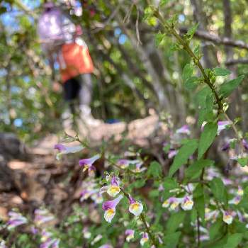 足元の画像 by 花粧さん | お出かけ先とミヤマママコナと鳳来寺山と薄紫色の花と足元と登山道と可愛らしいと小さな花