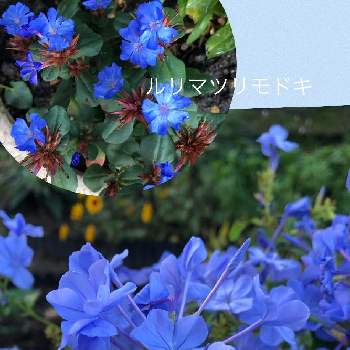 ルリマツリ♡の画像 by このニャンさん | ルリマツリモドキ　ブルーサファイアとおうち園芸とルリマツリ♡とお花に癒される日々と我が家の庭とガーデニング