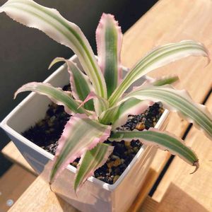 100均観葉植物の画像