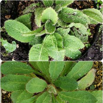 メコノプシス グランディスの投稿画像一覧 Greensnap グリーンスナップ