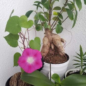 品種不明のピンクの朝顔の投稿画像一覧 Greensnap グリーンスナップ