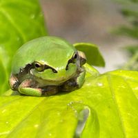 オキナワスズメウリ,花壇,ガーデニング,山野草,アマガエルの画像