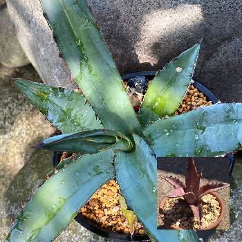 葉焼けからの復活の投稿画像一覧 Greensnap グリーンスナップ