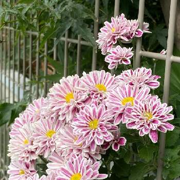 テンジクボタン ダリアの投稿画像一覧 Greensnap グリーンスナップ