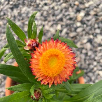 カサカサした花びらの投稿画像一覧 Greensnap グリーンスナップ