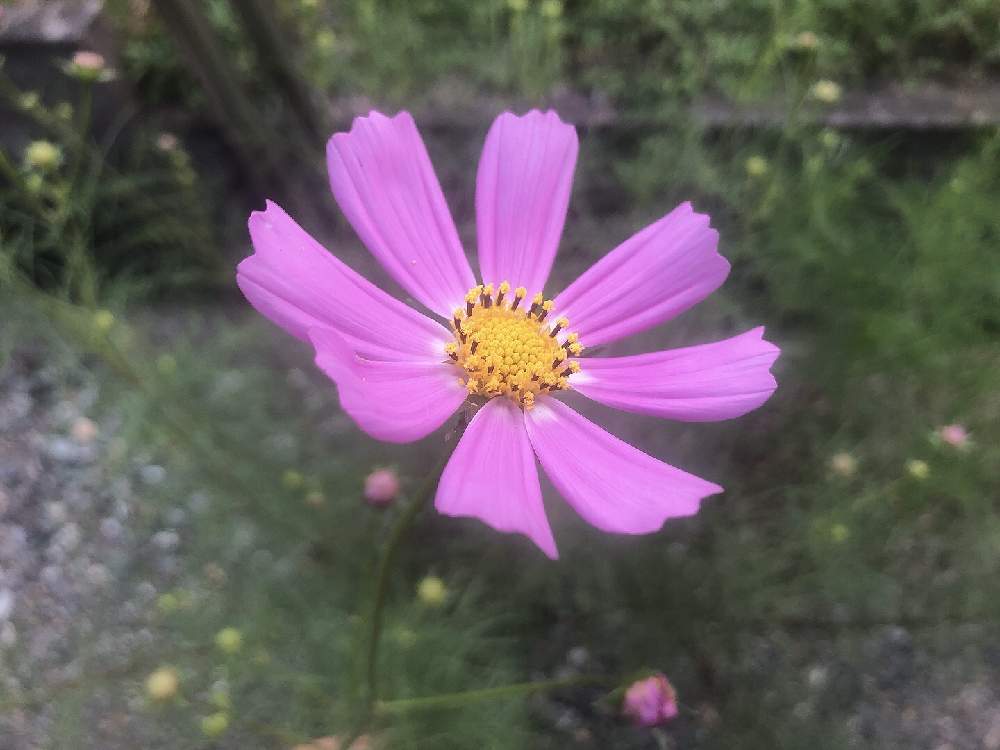 コスモスの投稿画像 By こころさん お出かけ先とプランター菜園と開花とピンクの花と和風ティストと強い花と家庭菜園とシェードガーデンと花壇と植物大好きとナチュラルガーデンときれいと散歩道と近所と花のある暮らしとかわいいと花と虫とパステルカラーと極狭ベランダ