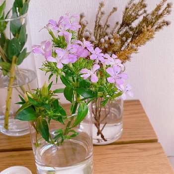 花の飾り方の画像 by niki 可愛いお花屋さんが好きさん | ハマナデシコと花の飾り方とガラスの花瓶とお花のある生活と花は癒やし♡と切り花