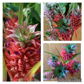 サンゴパインの投稿画像一覧 Greensnap グリーンスナップ