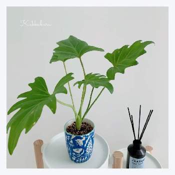 クッカバラ✴︎の画像 by oharuさん | クッカバラと観葉植物と鉢植えとクッカバラ✴︎