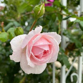 薔薇シンデレラの画像 by noriさん | エクステリアと薔薇シンデレラとDIYと花壇とマイガーデンとアーチ