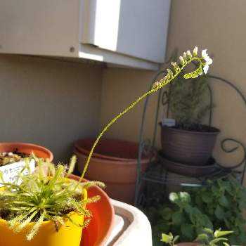 モウセンゴケ類の投稿画像一覧 Greensnap グリーンスナップ