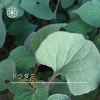 ドクダミの育て方 増やし方には注意が必要 冬越しの対策は Greensnap グリーンスナップ