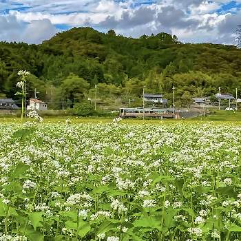 佐用町の画像 by 薮山雲水さん | お出かけ先とソバの花とスマホ撮影とご近所散歩とiPhone11ProPhotoと佐用町