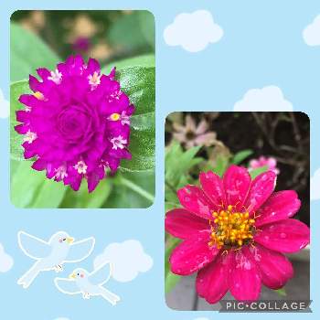 可愛い形の画像 by totochiさん | お出かけ先とジニアとセンニチコウとお散歩とピンクの花と可愛い形