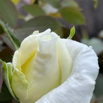 しなやかにの画像 by シクラメンさん | 小さな庭と薔薇（ヨハネ パウロ２世）と白いバラとしなやかにとキレイだな♡と月曜日にはバラをとお花とグリーンのある暮らしと花のある暮らしと甘い香りとばら バラ 薔薇とバラ ヨハネ・パウロ2世