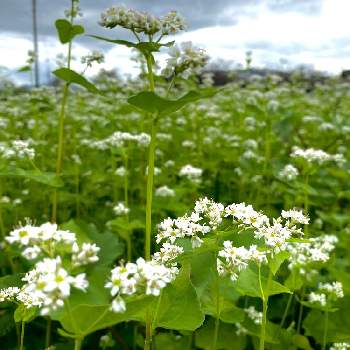 蕎麦の花の投稿画像一覧 Greensnap グリーンスナップ 蕎麦の花の投稿画像一覧 Greensnap グリーンスナップ