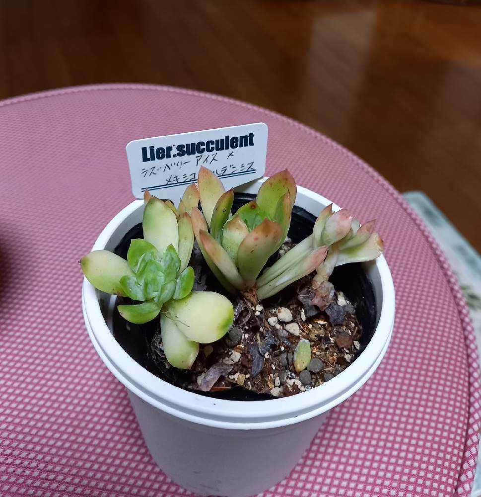 372🌹👥ラズベリーアイス×メキシコポルデンシス｜🍀GreenSnap