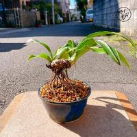 万年青 オモト の育て方 植え替え時期や株分けの方法は Greensnap グリーンスナップ