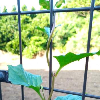 ローリエ,庭のフェンス,花のある暮らし, greenのある暮らし,フェンスガーデンdiyの画像