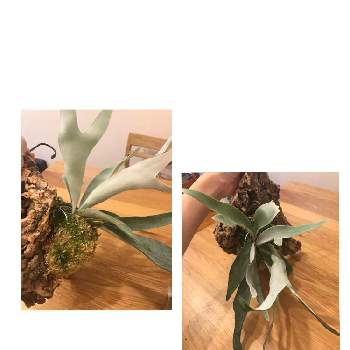 バージンコルクの投稿画像一覧 Greensnap グリーンスナップ