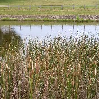 秋の風情の投稿画像一覧 Greensnap グリーンスナップ