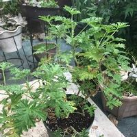 ハーブゼラニウムの育て方 植え付けや収穫時期は 増やし方は Greensnap グリーンスナップ