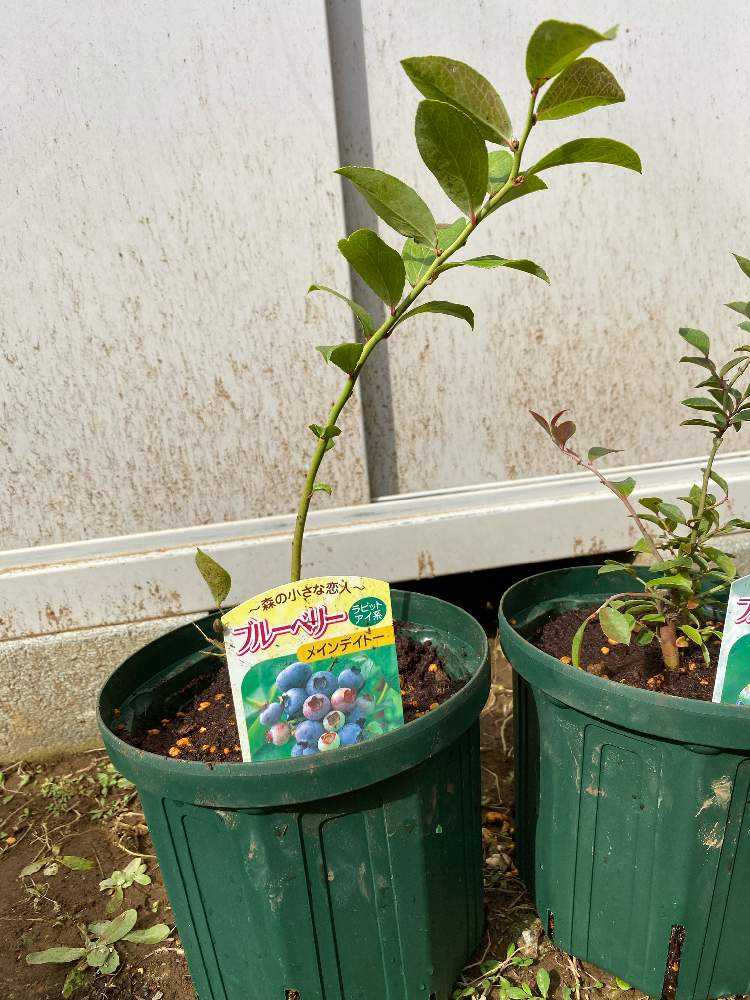 ブルーベリー成長記録｜🍀GreenSnap（グリーンスナップ）
